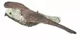 Decoy Hawk/Live Hawk - Decoys - LH001 - 1