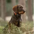 Tracker Luna - Koira GPS - 42811 - 7
