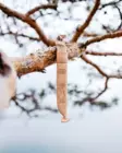 Marttiini Napapiirin puukko - Hunting knives - 121019 - 4